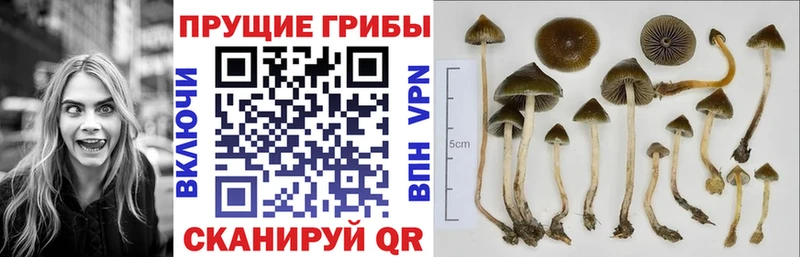Галлюциногенные грибы Cubensis  Купить где  Семикаракорск 
